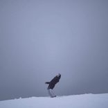 Artwork for "Voyageur"