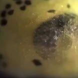 Engineered Enslavement