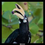 Artwork for "Fireflies"