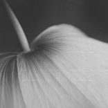 Artwork for "232nd Girl"