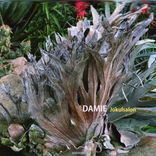 Artwork for "Jokulsalon"