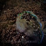 Born in Shell (Extended Mix)