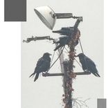 Artwork voor "El Mobimento, Bailar"