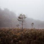 Artwork for "Drifting"