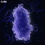 Artwork for "Genome"