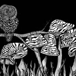 Portada para "Aerial Messengers"