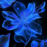 Artwork voor "Efflorescence (2014)"