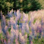 Portada para "Sunrise"