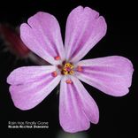 Artwork für "Rain Has Finally Gone"