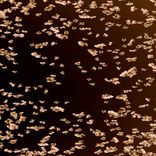 We Love Popkorn (legacy system mix)