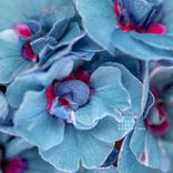 Artwork for "Minute Plan Orchestra"