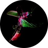 Artwork für "Fairy Path EP"