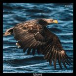 Artwork für "Anima"