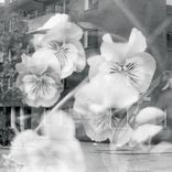 Artwork for "Nocturnal"