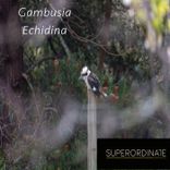 Artwork for "Echidna"