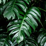 Green Noise & Rain Sounds Pt.4