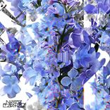 Artwork for "Lilac Dreams"