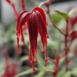 Portada para "Laatbloeier"