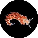 Artwork für "Tunnel EP"