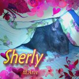 Artwork voor "Sherly"
