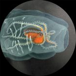 Artwork für "mosso005"