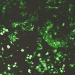 Artwork for "La Tensione della Scimitarra"