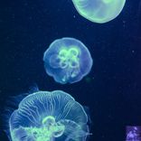 Artwork for "The Close Ups"