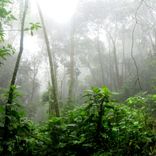 White Noise Rainstorm Pt.4