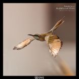 Artwork for "Movimiento"