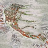 Artwork for "CRTTR-CLB-006"