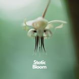 Static Bloom