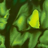 Artwork for "Fiesta Forever"