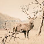 Artwork für "Ready"