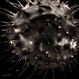 Artwork for "Chestnut"