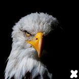 Artwork for "Going Strong"