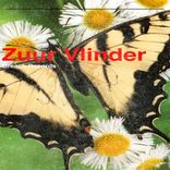 Artwork for "Zuur Vlinder"