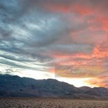 Portada para "Wild Rose"