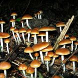 Portada para "Psychedelic Afterlife"