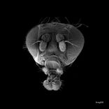 Artwork for "Paradosso/Trip"