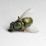 Artwork for "Mosca Muerta"