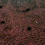 Artwork for "Pharaoh"