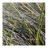 Artwork for "Destrand"