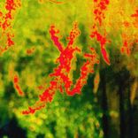 As Roses Need the Rain