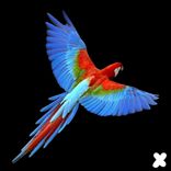 Portada para "Ginga"