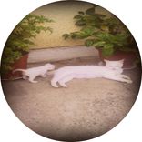 Artwork for "Gringo/Lo Que Es 2K16 Reworks"