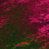 As Roses Need the Rain