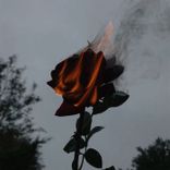 Artwork for "Flowers & Guns"