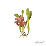 Artwork for "Honour"