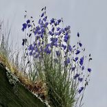 Artwork for "Aprod de rug"