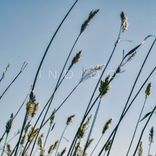 Portada para "Indigo"